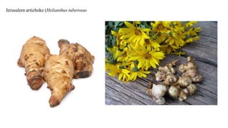 Jerusalem artichoke (Helianthus tuberosus
 
