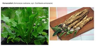 Horseradish (Armoracia rusticana, syn. Cochlearia armoracia)
 