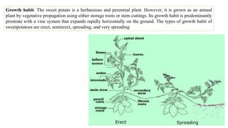 Growth habit. The sweet potato is a herbaceous and perennial plant. However, it is grown as an annual
plant by vegetative propagation using either storage roots or stem cuttings. Its growth habit is predominantly
prostrate with a vine system that expands rapidly horizontally on the ground. The types of growth habit of
sweetpotatoes are erect, semierect, spreading, and very spreading
 