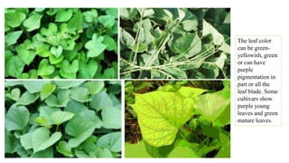 The leaf color
can be green-
yellowish, green
or can have
purple
pigmentation in
part or all the
leaf blade. Some
cultivars show
purple young
leaves and green
mature leaves.
 