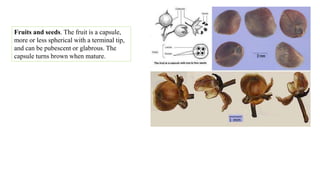 Fruits and seeds. The fruit is a capsule,
more or less spherical with a terminal tip,
and can be pubescent or glabrous. The
capsule turns brown when mature.
 