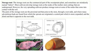 Storage-root. The storage roots are the commercial part of the sweetpotato plant, and sometimes are mistakenly
named "tubers". Most cultivars develop storage roots at the nodes of the mother stem cuttings that are
underground. However, the very spreading cultivars produce storage roots at some of the nodes that come into
contact with the soil.
The parts of the storage roots are the proximal end that joins to the stem, through a root stalk, and where many
adventitious buds are found from which the sprouts are originated; a central part which is more expanded; and the
distal end that is opposite to the root stalk.
 