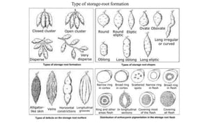 Type of storage-root formation
 