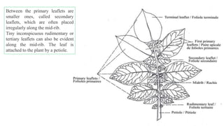 Between the primary leaflets are
smaller ones, called secondary
leaflets, which are often placed
irregularly along the mid-rib.
Tiny inconspicuous rudimentary or
tertiary leaflets can also be evident
along the mid-rib. The leaf is
attached to the plant by a petiole.
 