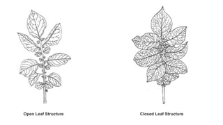 Open Leaf Structure Closed Leaf Structure
 