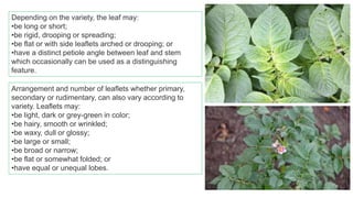 Depending on the variety, the leaf may:
•be long or short;
•be rigid, drooping or spreading;
•be flat or with side leaflets arched or drooping; or
•have a distinct petiole angle between leaf and stem
which occasionally can be used as a distinguishing
feature.
Arrangement and number of leaflets whether primary,
secondary or rudimentary, can also vary according to
variety. Leaflets may:
•be light, dark or grey-green in color;
•be hairy, smooth or wrinkled;
•be waxy, dull or glossy;
•be large or small;
•be broad or narrow;
•be flat or somewhat folded; or
•have equal or unequal lobes.
 