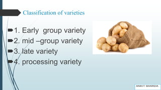 Classification of varieties
1. Early group variety
2. mid –group variety
3. late variety
4. processing variety
 