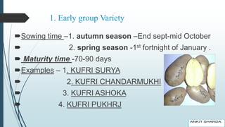 1. Early group Variety
Sowing time –1. autumn season –End sept-mid October
 2. spring season -1st fortnight of January .
 Maturity time -70-90 days
Examples – 1. KUFRI SURYA
 2. KUFRI CHANDARMUKHI
 3. KUFRI ASHOKA
 4. KUFRI PUKHRJ
 