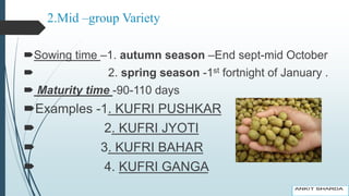 2.Mid –group Variety
Sowing time –1. autumn season –End sept-mid October
 2. spring season -1st fortnight of January .
 Maturity time -90-110 days
Examples -1. KUFRI PUSHKAR
 2. KUFRI JYOTI
 3. KUFRI BAHAR
 4. KUFRI GANGA
 