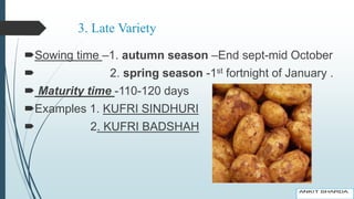 3. Late Variety
Sowing time –1. autumn season –End sept-mid October
 2. spring season -1st fortnight of January .
 Maturity time -110-120 days
Examples 1. KUFRI SINDHURI
 2. KUFRI BADSHAH
 