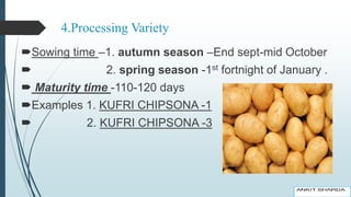 4.Processing Variety
Sowing time –1. autumn season –End sept-mid October
 2. spring season -1st fortnight of January .
 Maturity time -110-120 days
Examples 1. KUFRI CHIPSONA -1
 2. KUFRI CHIPSONA -3
 