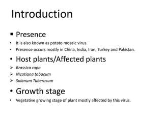 Introduction
 Presence
• It is also known as potato mosaic virus.
• Presence occurs mostly in China, India, Iran, Turkey and Pakistan.
• Host plants/Affected plants
 Brassica rapa
 Nicotiana tabacum
 Solanum Tuberosum
• Growth stage
• Vegetative growing stage of plant mostly affected by this virus.
 