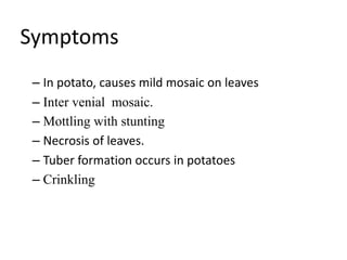 Symptoms
– In potato, causes mild mosaic on leaves
– Inter venial mosaic.
– Mottling with stunting
– Necrosis of leaves.
– Tuber formation occurs in potatoes
– Crinkling
 