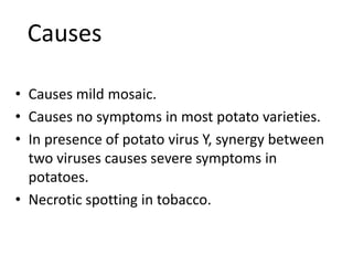 Causes
• Causes mild mosaic.
• Causes no symptoms in most potato varieties.
• In presence of potato virus Y, synergy between
two viruses causes severe symptoms in
potatoes.
• Necrotic spotting in tobacco.
 