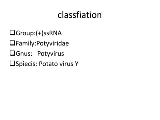 classfiation
Group:(+)ssRNA
Family:Potyviridae
Gnus: Potyvirus
Spiecis: Potato virus Y
 