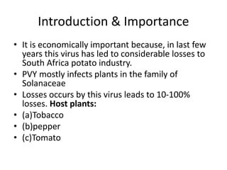 Introduction & Importance
• It is economically important because, in last few
years this virus has led to considerable losses to
South Africa potato industry.
• PVY mostly infects plants in the family of
Solanaceae
• Losses occurs by this virus leads to 10-100%
losses. Host plants:
• (a)Tobacco
• (b)pepper
• (c)Tomato
 