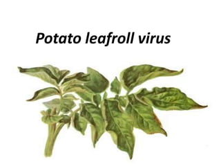 Potato leafroll virus
 