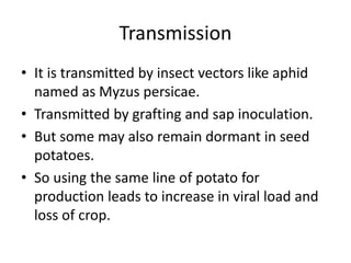 Transmission
• It is transmitted by insect vectors like aphid
named as Myzus persicae.
• Transmitted by grafting and sap inoculation.
• But some may also remain dormant in seed
potatoes.
• So using the same line of potato for
production leads to increase in viral load and
loss of crop.
 