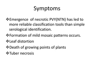 Symptoms
Emergence of necrotic PVY(NTN) has led to
more reliable classification tools than simple
serological identification.
Formation of mild mosaic patterns occurs.
Leaf distortion
Death of growing points of plants
Tuber necrosis
 