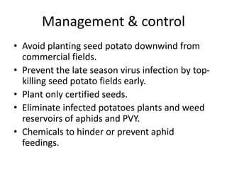 Management & control
• Avoid planting seed potato downwind from
commercial fields.
• Prevent the late season virus infection by top-
killing seed potato fields early.
• Plant only certified seeds.
• Eliminate infected potatoes plants and weed
reservoirs of aphids and PVY.
• Chemicals to hinder or prevent aphid
feedings.
 