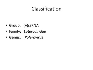 Classification
• Group: (+)ssRNA
• Family: Luteroviridae
• Genus: Polerovirus
 