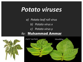 Potato viruses
a) Potato leaf roll virus
b) Potato virus x
c) Potato virus y
By: Muhammad Ammar
 