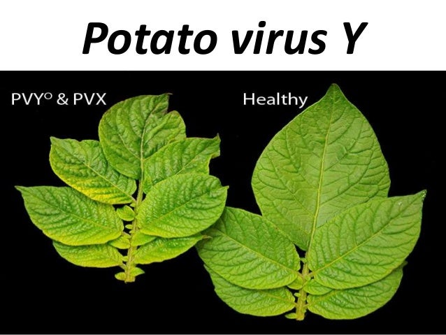 Potato virus,PLRV, PVX, PVY.