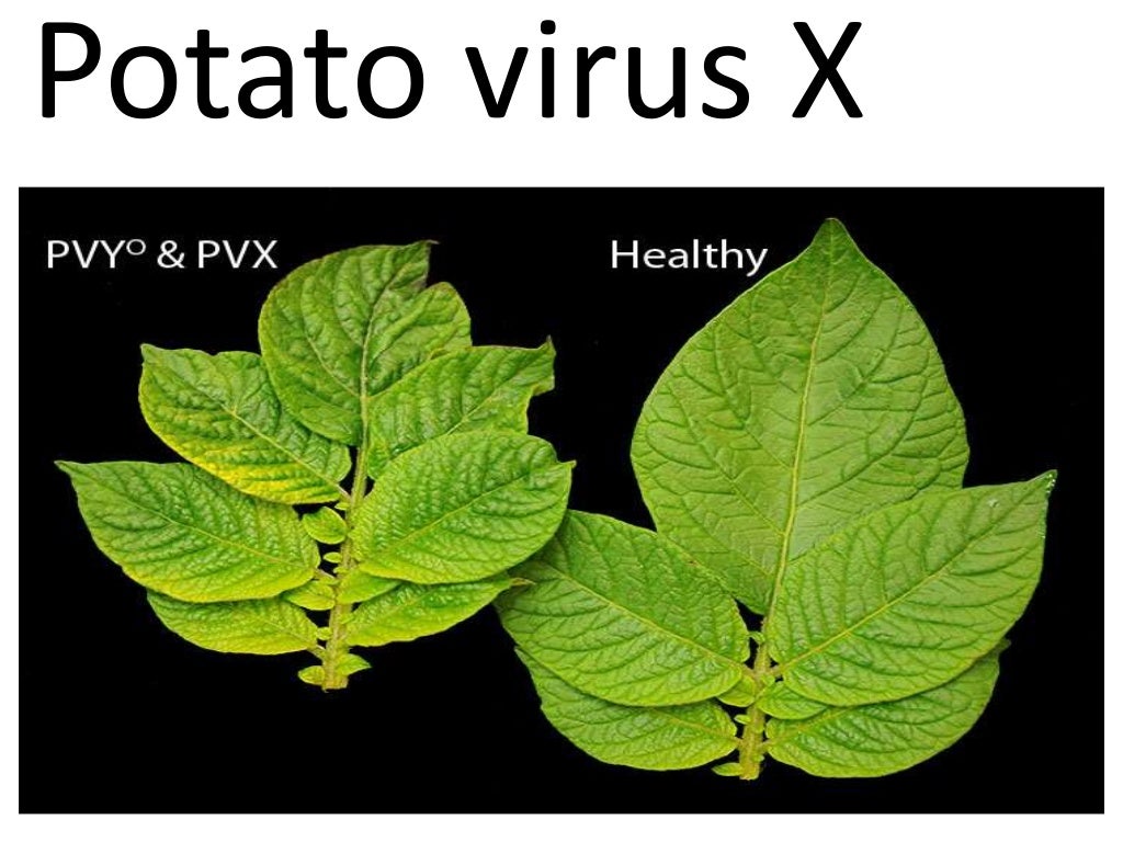 Potato virus,PLRV, PVX, PVY.