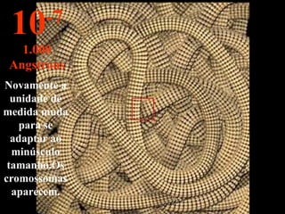 Novamente a unidade de medida muda para se adaptar ao minúsculo tamanho.Os cromossomas aparecem. 10 -7 1.000 Angstrons 