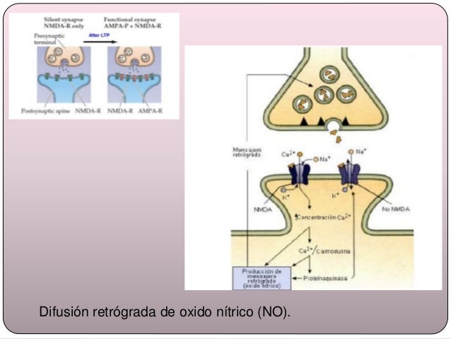 Potenciacion a Largo Plazo (LTP)