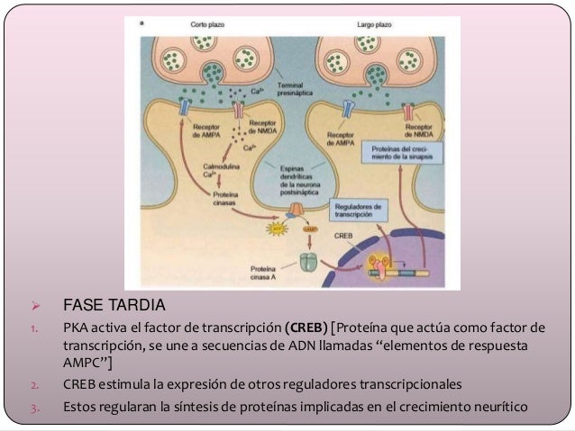 Potenciacion a Largo Plazo (LTP)