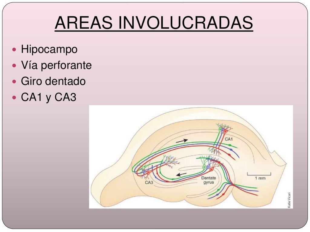 Potenciacion a Largo Plazo (LTP)