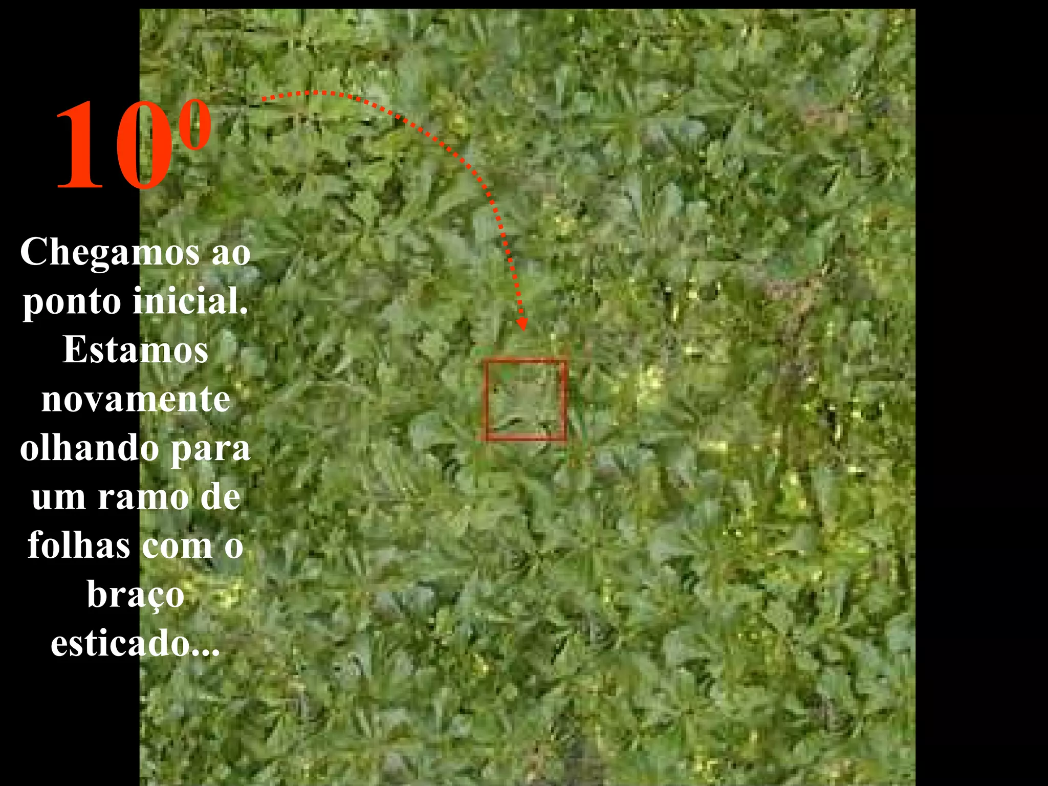 Chegamos ao ponto inicial. Estamos novamente olhando para um ramo de folhas com o braço esticado... 10 0 