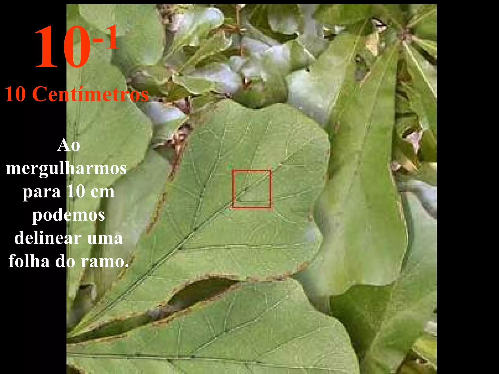 Ao mergulharmos  para 10 cm podemos delinear uma folha do ramo. 10 -1 10 Centímetros 