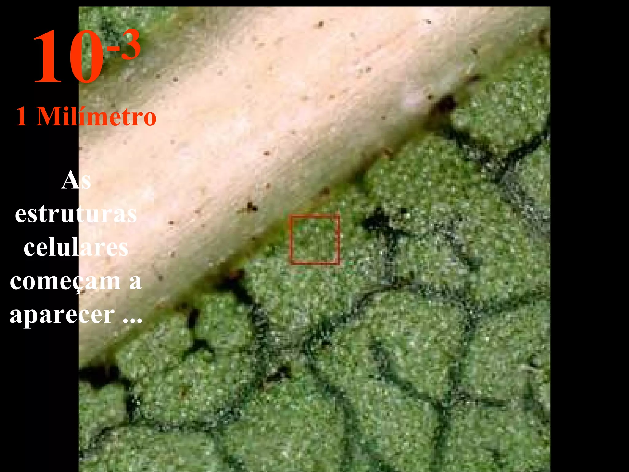 As estruturas celulares começam a aparecer ... 10 -3 1 Milímetro 