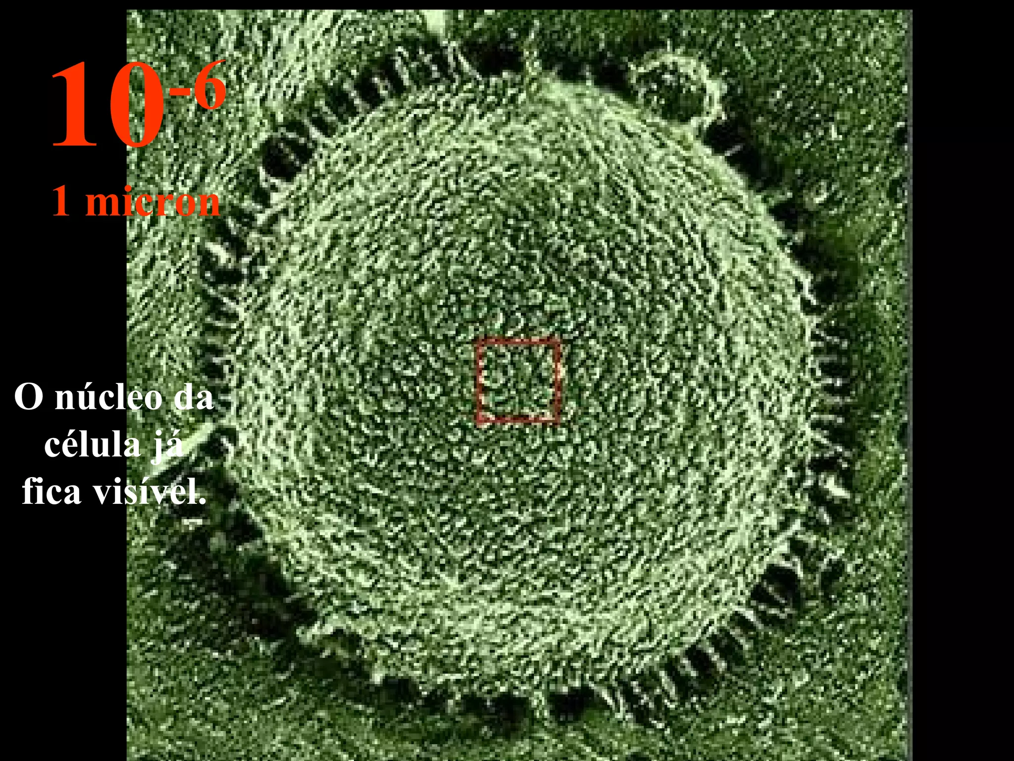 O núcleo da célula já fica visível. 10 -6 1 micron 