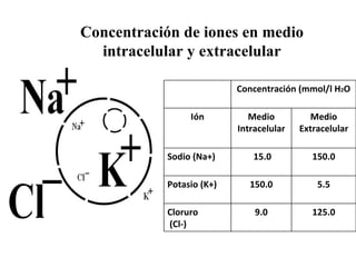 Concentración de iones en medio intracelular y extracelular Concentración (mmol/l H 2 O Ión Medio Intracelular Medio Extracelular Sodio (Na+) 15.0 150.0 Potasio (K+) 150.0 5.5 Cloruro (Cl-) 9.0 125.0 
