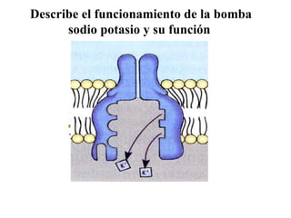 Describe el funcionamiento de la bomba sodio potasio y su función  