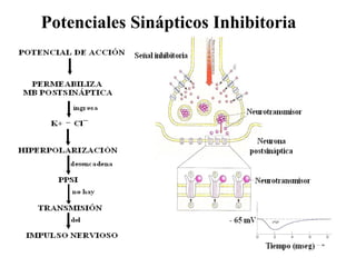Potenciales Sinápticos Inhibitoria   