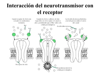 Interacción del neurotransmisor con el receptor 