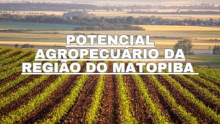 POTENCIAL
AGROPECUÁRIO DA
REGIÃO DO MATOPIBA
POTENCIAL
AGROPECUÁRIO DA
REGIÃO DO MATOPIBA
 