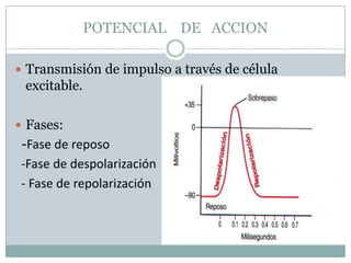   Generalmente:<br />Cada potencial de acción inicia con un cambio del potencial de membrana negativo normal<br />Luego ll...