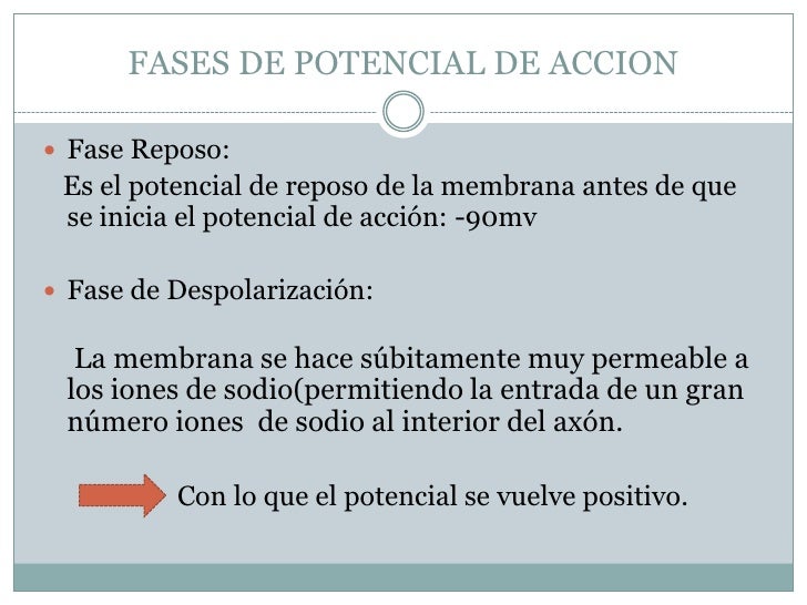 Resultado de imagen para fase de despolarizacion potencial de accion