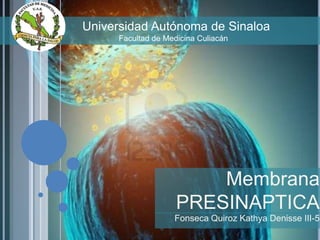 Universidad Autónoma de Sinaloa
Facultad de Medicina Culiacán

Membrana
PRESINAPTICA
Fonseca Quiroz Kathya Denisse III-5

 