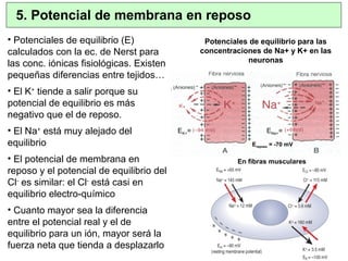 5. Potencial de membrana en reposo
Potenciales de equilibrio para las
concentraciones de Na+ y K+ en las
neuronas
En fibras musculares
• Potenciales de equilibrio (E)
calculados con la ec. de Nerst para
las conc. iónicas fisiológicas. Existen
pequeñas diferencias entre tejidos…
• El K+
tiende a salir porque su
potencial de equilibrio es más
negativo que el de reposo.
• El Na+
está muy alejado del
equilibrio
• El potencial de membrana en
reposo y el potencial de equilibrio del
Cl-
es similar: el Cl-
está casi en
equilibrio electro-químico
• Cuanto mayor sea la diferencia
entre el potencial real y el de
equilibrio para un ión, mayor será la
fuerza neta que tienda a desplazarlo
ENa+=EK+=
Ereposo = -70 mV
 