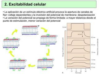 2. Excitabilidad celular
• La aplicación de un estímulo eléctrico artificial provoca la apertura de canales de
Na+ voltaje dependientes y la inversión del potencial de membrana: despolarización
• La variación del potencial se propaga de forma limitada: a mayor distancia desde el
punto de estimulación, menor variación del potencial
-
+
-
+
 