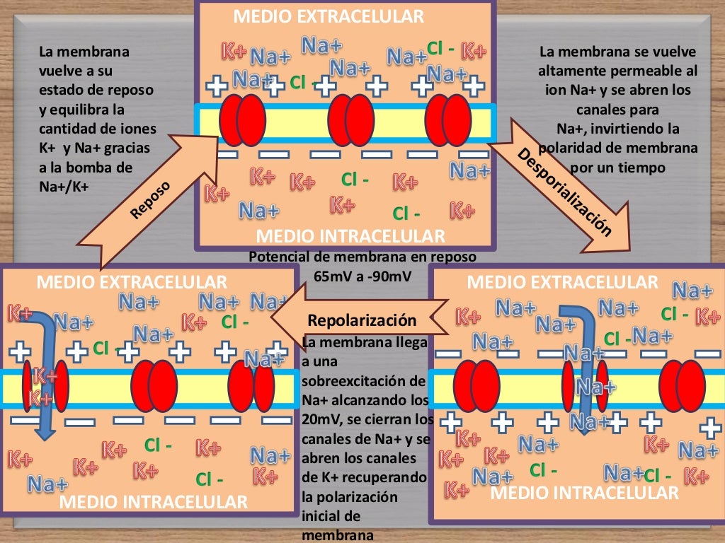 Potencial de acción de la membrana