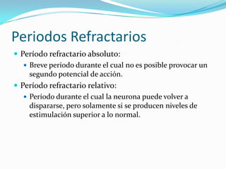 Periodos Refractarios
 Período refractario absoluto:
 Breve período durante el cual no es posible provocar un
segundo potencial de acción.
 Período refractario relativo:
 Período durante el cual la neurona puede volver a
dispararse, pero solamente si se producen niveles de
estimulación superior a lo normal.
 
