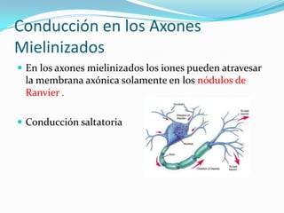 Conducción en los Axones
Mielinizados
 En los axones mielinizados los iones pueden atravesar
la membrana axónica solamente en los nódulos de
Ranvier .
 Conducción saltatoria
 