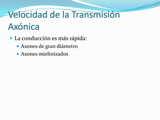Velocidad de la Transmisión
Axónica
 La conducción es más rápida:
 Axones de gran diámetro
 Axones mielinizados
 